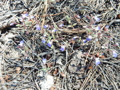 Collinsia torreyi