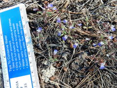 Collinsia torreyi
