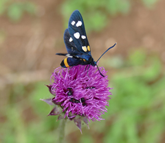 Zygaena ephialtes