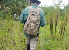 Eupatorium capillifolium image