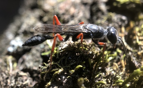 Podium rufipes photo 3