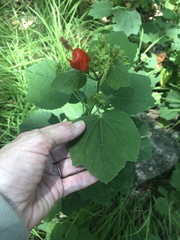 Malvaviscus arboreus drummondii