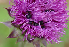Divales bipustulatus