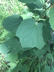 Malvaviscus arboreus drummondii