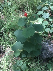 Malvaviscus arboreus drummondii
