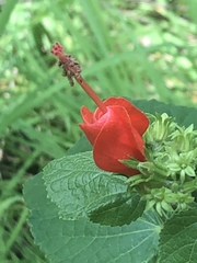 Malvaviscus arboreus drummondii