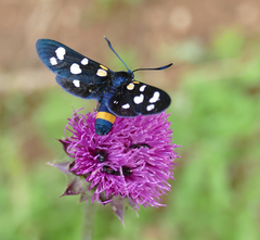 Zygaena ephialtes