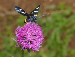 Zygaena ephialtes