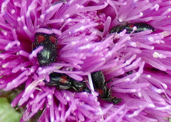 Divales bipustulatus