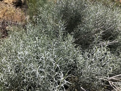 Ericameria nauseosa hololeuca