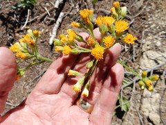 Senecio scorzonella