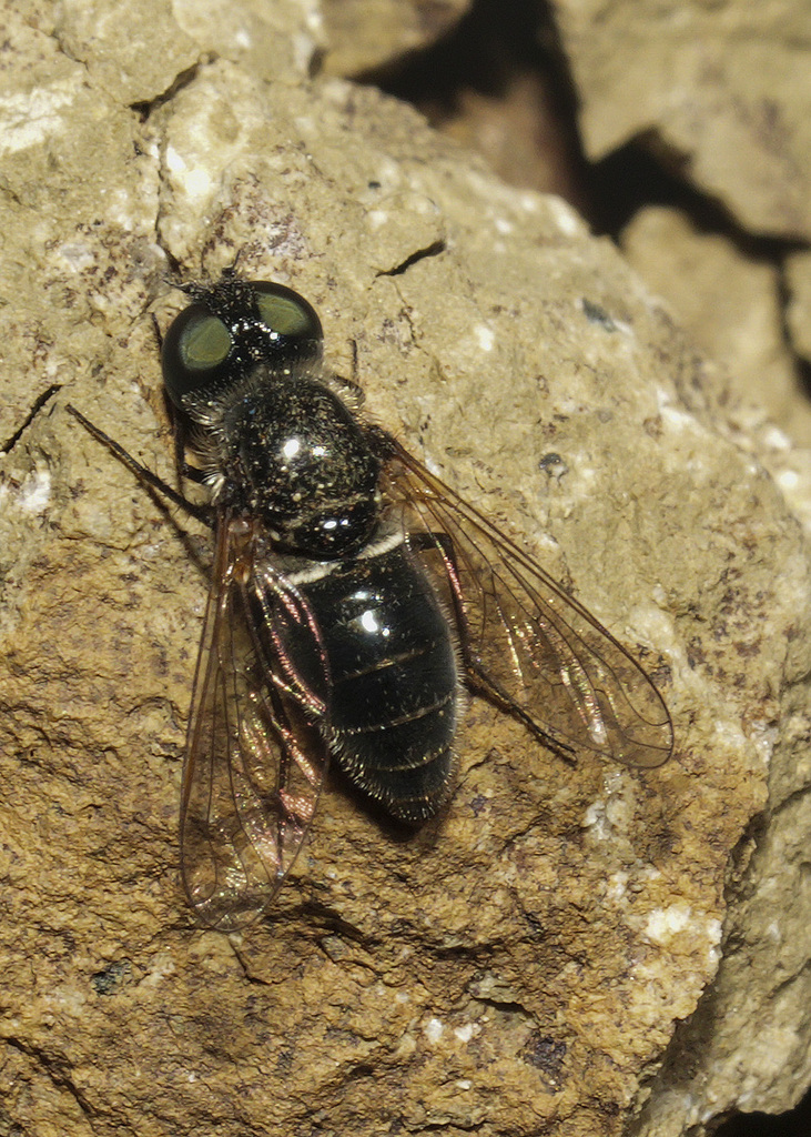Aphoebantus peodes