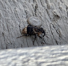 Cryptorhynchus lapathi