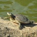 Alabama Map Turtle - Photo (c) Grover J. Brown, some rights reserved (CC BY-NC), uploaded by Grover J. Brown