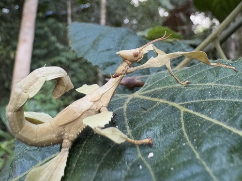 Spiny Leaf insect photo 4