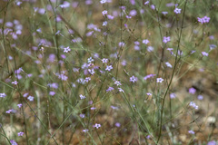 Saltugilia splendens