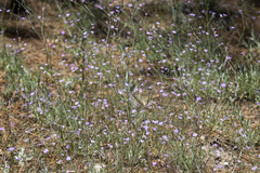 Saltugilia splendens