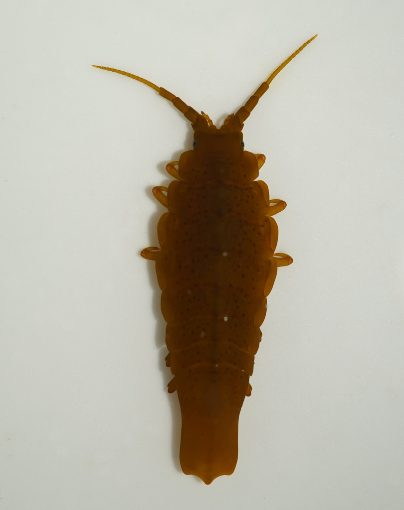 Pentidotea recta