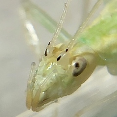 Oecanthus exclamationis