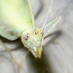 Oecanthus exclamationis