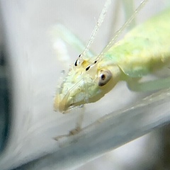 Oecanthus exclamationis