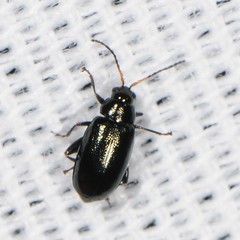 Phyllotreta