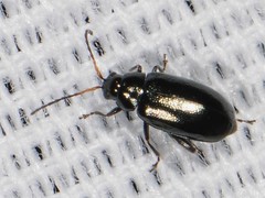 Phyllotreta