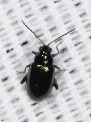 Phyllotreta