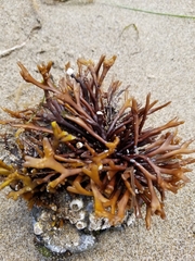 Ahnfeltiopsis linearis