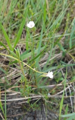 Mecardonia acuminata image