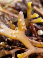 Ahnfeltiopsis linearis