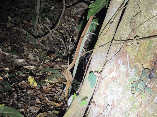 Brown Tree Snake sighting