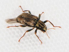 Elmidae