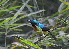 Chalcoparia singalensis