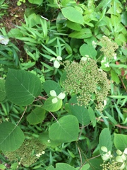 Hydrangea radiata