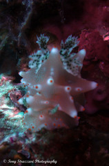 Halgerda batangas