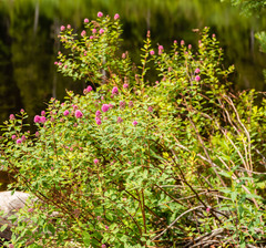 Spiraea × hitchcockii