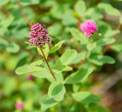 Spiraea × hitchcockii