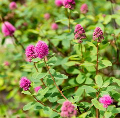 Spiraea × hitchcockii