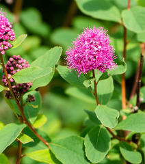 Spiraea × hitchcockii
