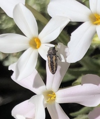 Anambodera gemina