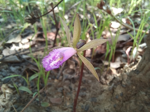 Nervilia stolziana
