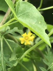 Melothria pendula image