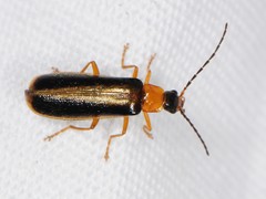 Rhagonycha