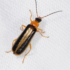Rhagonycha