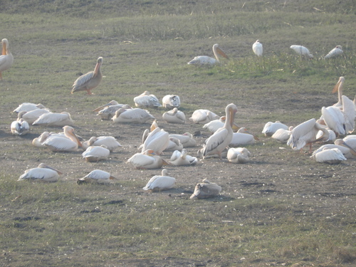 Pelecanus onocrotalus