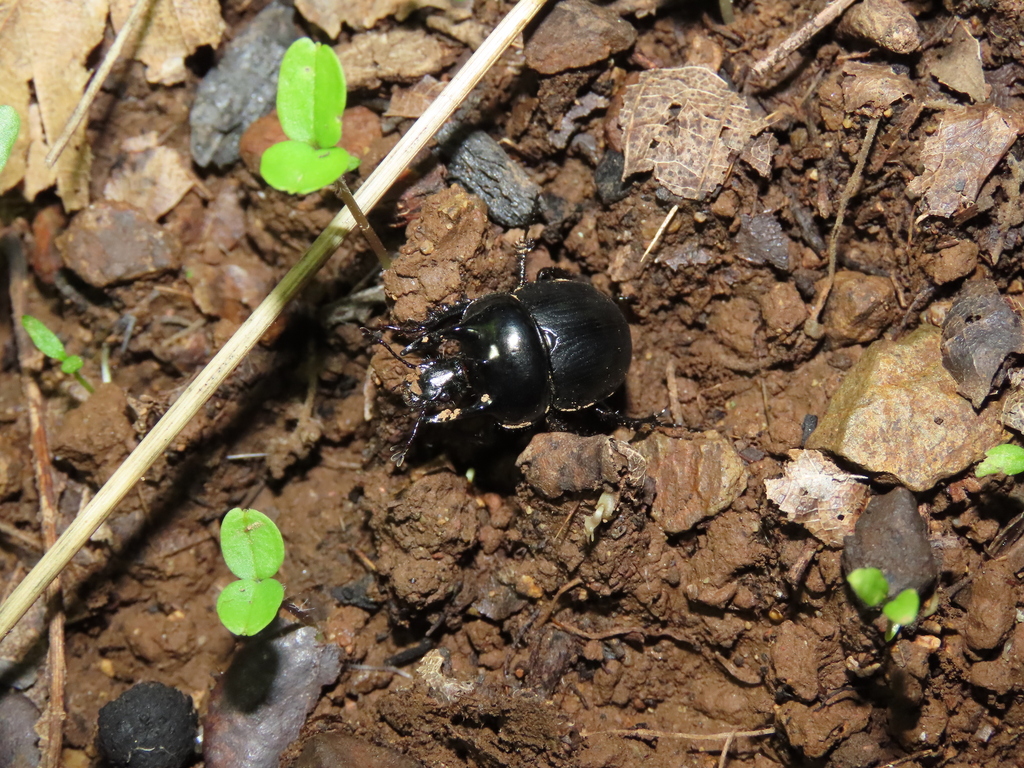Chelotrupes kyliesi