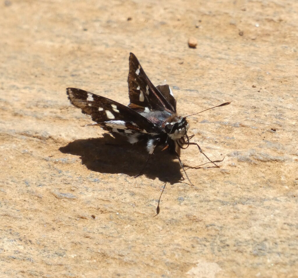 Himella Skipper