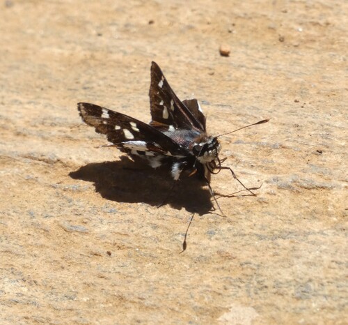 Himella Skipper