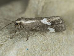 Cisthene liberomacula